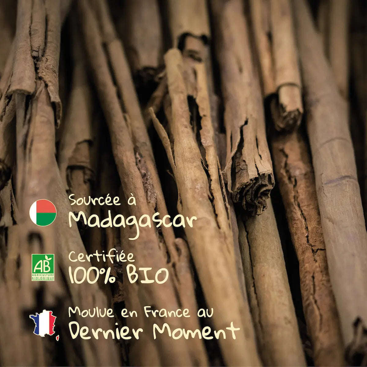 Bâton de cannelle de Madagascar utilisé pour la cannelle moulue Pizca, 100% Bio et moulue en France