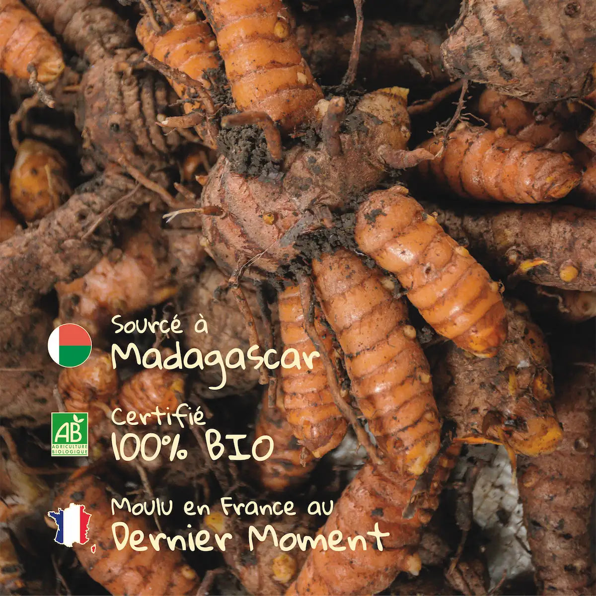 Tubercule de curcuma de Madagascar utilisée pour le curcuma moulu Pizca, 100% Bio et moulu en France