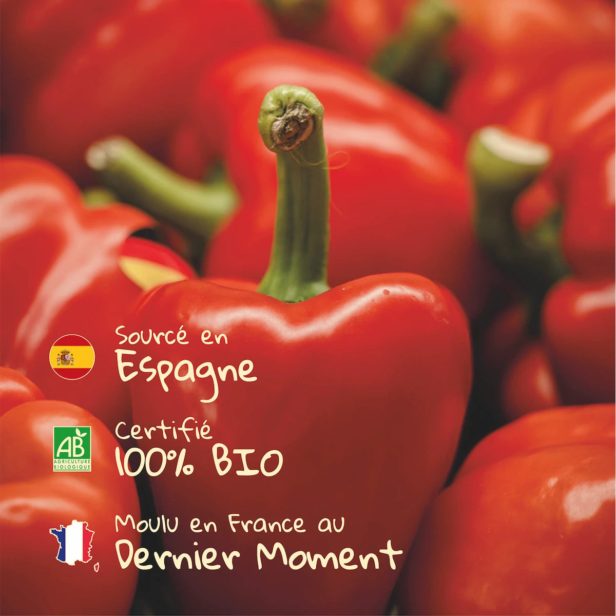 Poivron rouge d'Espagne utilisé pour le paprika doux moulu Pizca, 100% Bio et moulu en France