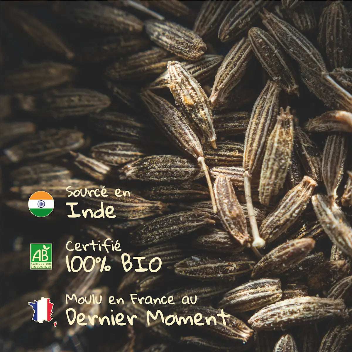 Graines de cumin d'Inde utilisées pour le cumin moulu Pizca, 100% Bio et moulu en France