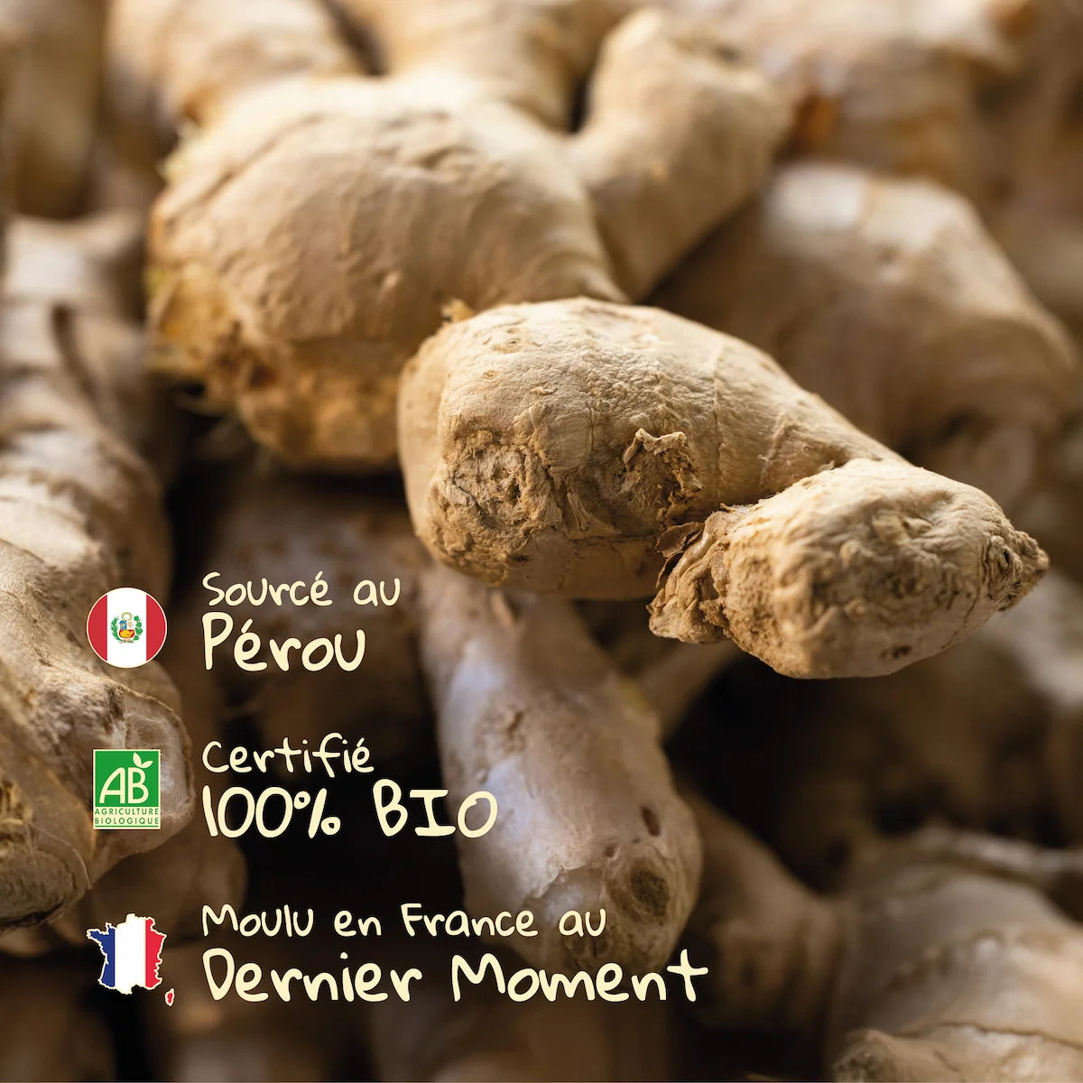 Racine de gingembre du Pérou utilisée pour le gingembre moulu Pizca, 100% Bio et moulu en France